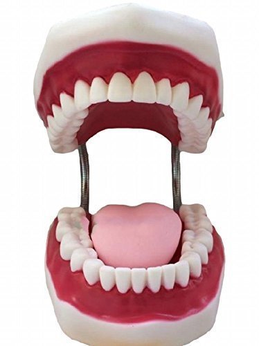 Dental Tooth Oral Care Model Large Movable Practice Learning Infant Toothpaste - Thumbnail 6