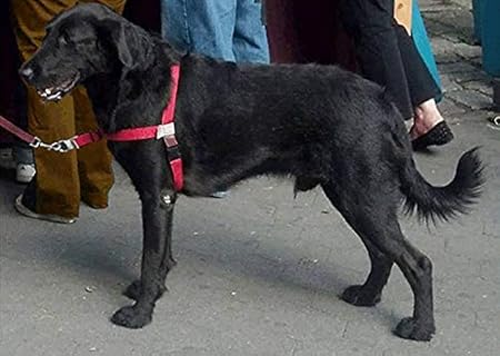 love harness for dogs