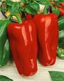 *Seeds and Things 30 Marconi Italian Rosso-red Pepper Seeds