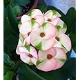 New Fresh 100pcs Mixed Crown of Thorns Plant Seeds Generic
