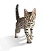 Iams Pate Adult Wet Cat Food, Chicken, 3 Oz. (Pack Of 24)