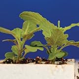 Brassica rapa Wisconsin Fast Plants, Standard Seed, Pack of 200