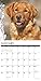 Just Goldens 2020 Wall Calendar (Dog Breed Calendar)