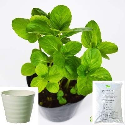 Amazon Co Jp イエルバブエナ ミント 栽培 セット ハーブ 軽量 プラスチック 鉢 プランター アイボリー ホビー