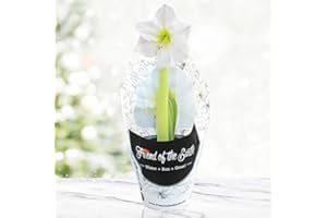 HOLLAND BULB FARMS Intokazi Potted Amaryllis – Gift Ready, Includes Bulb, Soil & Container