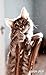 2020-2021: Cute Cat Lover Two-Year Monthly Pocket Planner with Phone Book, Password Log and Notebook. Nifty 2 Year (24 Months) Agenda, Diary, Calendar and Organizer - Beautiful Adorable Kitten