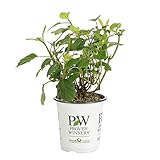Invincibelle Spirit II Smooth Hydrangea, Live