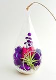 Bliss Gardens Air Plant Terrarium Kit with 7