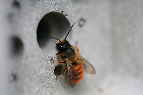 Nido de ladrillos Bee Hotel abejas Colmena Casa 21,5 cm x 10,5 cm ...