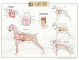 Canine Internal Organ Anatomy Chart, Anatomical Chart Company Staff, 1587795086