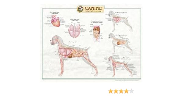 Dog Anatomy Chart - The Y Guide