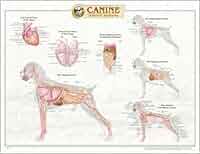 Canine Internal Organ Anatomy Chart: Anatomical Chart Com