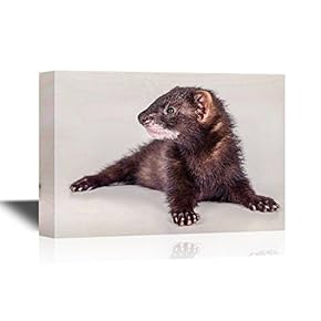 Canvas Wall Art - Small Animal Rodent Ferret - Gallery Wrap Modern Home Art | Ready to Hang - 12x18 inches