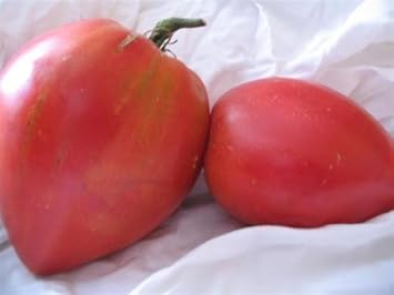 Alte Russische Tomate -Anna Russian- 20 Samen