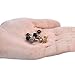 Cottvott Flowers Surgical Steel Earrings Studs for Womens Gold Black (3pairs Mix Color)