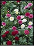 Todd's Seeds English Daisy (Bellis Perennis) Double Mix Seed - 1g Seed Packet
