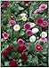 Todd's Seeds English Daisy (Bellis Perennis) Double Mix Seed - 1g Seed Packet