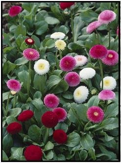 Todd's Seeds English Daisy (Bellis Perennis) Double Mix Seed - 1g Seed Packet