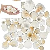 One Pound Box Natural Clamrose Seashells (1/2