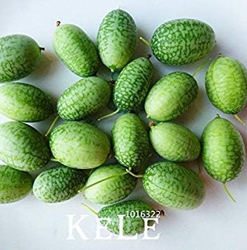 Chinese Ligustrum Lucidum Tree Seeds Herbal Medicine Glossy Privet Fruit Herb Bonsai Sementes Garden Outdoor Planters