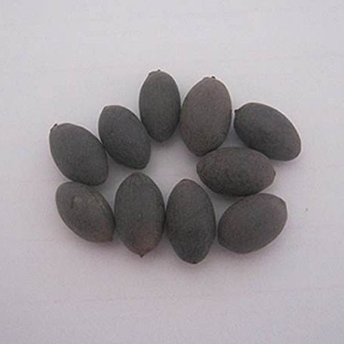 Adarl 10pc/Package Pink Lotus Seeds Ornamental Plants Seeds Courtyard Garden With Flower Seeds Professional Pack