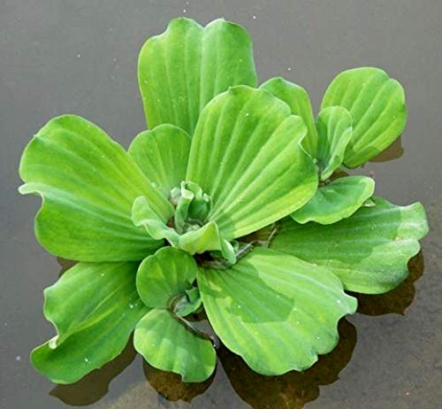 Aquatic Discounts 3 Large Water Lettuce - Live Floating Plant for Your Aquarium or Pond - Thumbnail 2