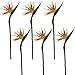 Lily Garden Pack of 6 Bird of Paradise Spray Natural (Orange, 22.5 Inch)