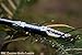 DKC Knives (24 5/18) SALE DKC-54 SQUIRE MASTER Damascus Corkscrew Laguiole Style Pocket Knife 4.5