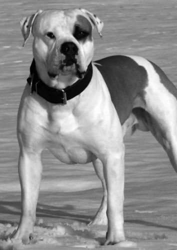 Black And White American Bulldog