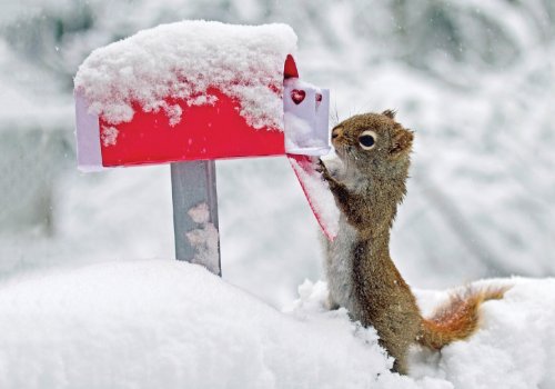 Squirrel's Greetings Boxed Holiday Half Notecards (Christmas Half Note Box Notecard)