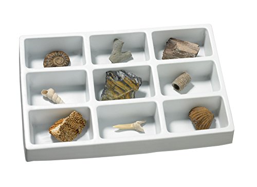 Educational insights fossil collection