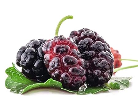 Green Paradise Red Mulberry Live Plant Suitable For Bonsai