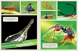 The Wonder Cabinet of Fabulous Insects: Secrets of