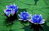 Aquatic Plant Sapphire Dwarf Lotus Flower 5 Seeds indoor/outdoor