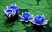 Aquatic Plant Sapphire Dwarf Lotus Flower 5 Seeds indoor/outdoor