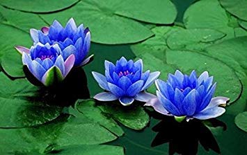 Aquatic Plant Sapphire Dwarf Lotus Flower 5 Seeds indoor/outdoor