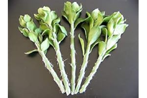 SEMI DI GERMINAZIONE: 5X Pereskiopsis spathulata Grafting magazzino Cactus graft Leaf Cacti 5 cuttings 4 inches: Package Cont