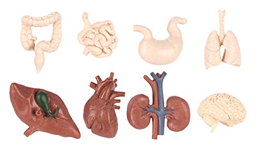 Safari Ltd Human Organs TOOB - Realistic Hand Painted Toy Figurine Models - Quality Construction from Safe and BPA Free Materials - For Ages 3 and Up