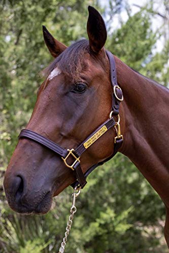 Tack Shack Of Ocala Leather Halter with Customized Engraved Name Plate (Cob)