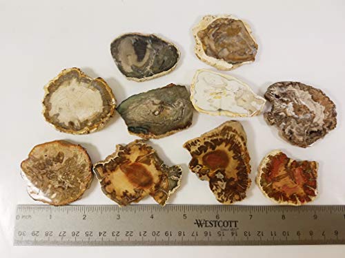 EAGems Petrified Wood Slab, Polished Fossilized Stone Tree Specimen from Madagascar, Very Small About 1" Baby Size - Thumbnail 2