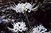 White Spider Lily Bulbs Lycoris Bulbs(6 Bulbs) Hot Sale Elegant Charming Flowers Courtyard Essential Bonsai Decoration