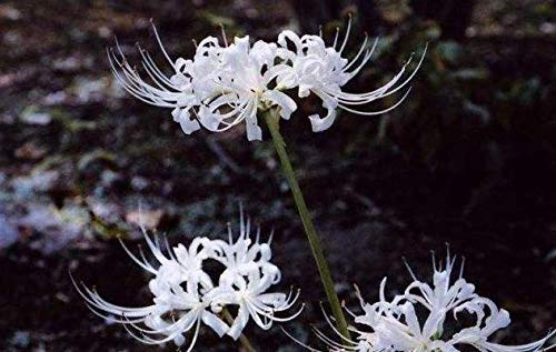 White Spider Lily Bulbs Lycoris Bulbs(6 Bulbs) Hot Sale Elegant Charming Flowers Courtyard Essential Bonsai Decoration