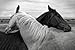 CU.RONG White Horse and Black Horse Art Print on Canvas,Wall Decor Poster 24x36 inches