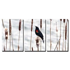 3 Piece Canvas Wall Art - Red Winged Blackbird Standing on Cattail - Modern Home Art Stretched and Framed Ready to Hang - 16"x24"x3 Panels