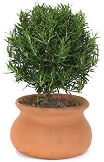 Schubert Nursery Rosemary with 4 inch Clay Washpot