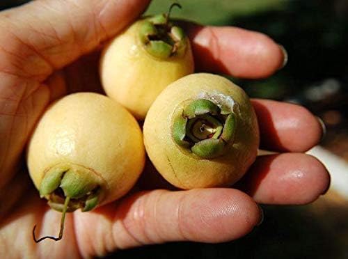 AGROBITS New! 5 Seeds Syzygium Jambos Rose Apple Sweet Thailand