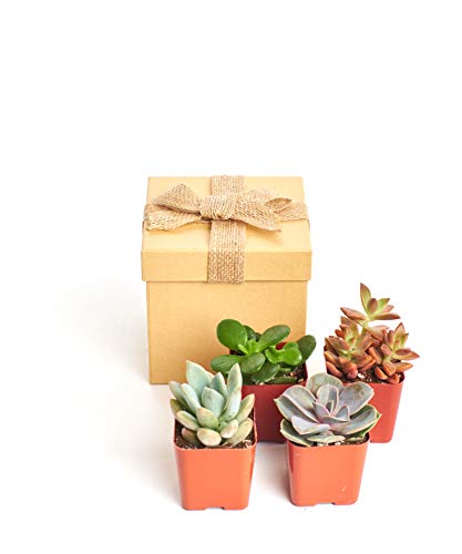 1 Shop+Succulents+Unique+Plants+Gift