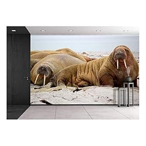 Walrus Lying on The Beach - Removable Wall Mural | Self-Adhesive Large Wallpaper - 66x96 inches