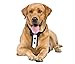 Lillian Rose Wedding Party Tuxedo Dog Collar, Adjustable, Black/White