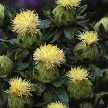 Outsidepride 100 Seeds Annual White Safflower Flower Seeds for Planting